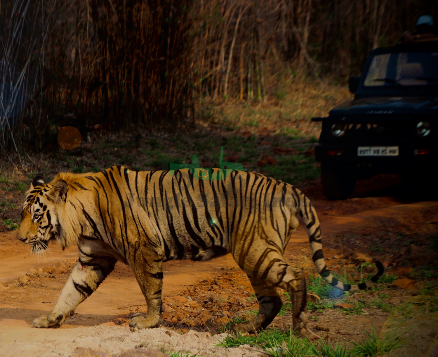 Ranthambore Tour for 2 Night / 3 days with 2 Gypsy safari